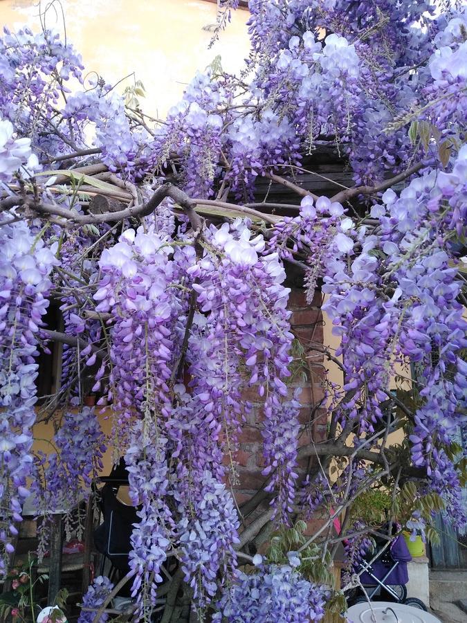 Villa Le Pergole- Firenze Luaran gambar